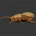 Orange Insect Like 3D Model With Long Antennae And Segmented Body 3d model