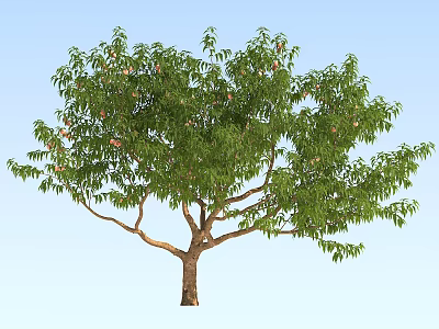 Peach Tree Modern Tree 3d model