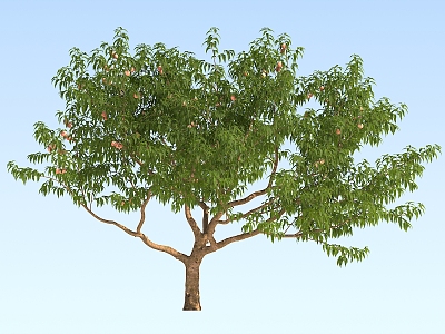 Peach Tree Modern Tree 3d model