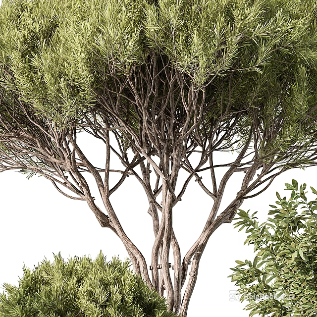 Lush Green Tree With Multiple Trunks Dense Branches And Fresh Foliage 3d model 