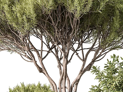 Lush Green Tree With Multiple Trunks Dense Branches And Fresh Foliage 3d model