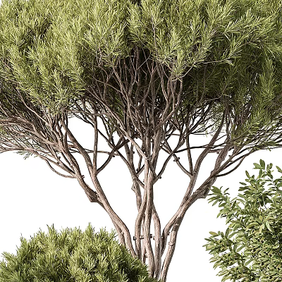 Lush Green Tree With Multiple Trunks Dense Branches And Fresh Foliage 3d model