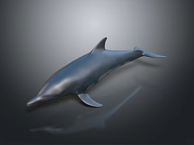 Realistic 3D Dolphin Model With Smooth Surface And Reflection On Dark Background 3d model