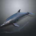 Realistic 3D Dolphin Model With Smooth Surface And Reflection On Dark Background 3d model