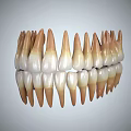 Detailed Human Teeth Model Displaying Gums Tongue And Oral Structure From Various Angles