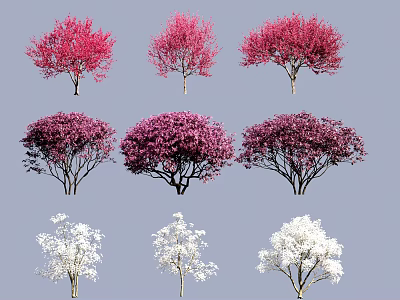 Colorful Flowering Arbor Trees With Pink Purple White Blooms And Lush Crowns 3d model