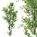 Lush Green Arbor Trees With Strong Trunks And Vibrant Foliage In Garden Landscape