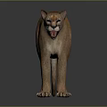 Realistic 3D Brown Cougar Standing with Open Mouth on Dark Background