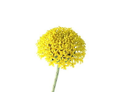 Beautiful Yellow Spherical Flower Bloom With Detailed Petals And Green Stem 3d model