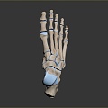 Foot Foot Bone Toe Bone Foot Skeleton Foot Muscle Human Foot Medical Medical Human Body Teaching Aware 3d model