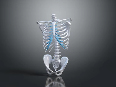 3D Rendered Human Skeleton Model Displaying Rib Cage Spine And Pelvis Anatomical Structure 3d model