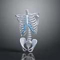 3D Rendered Human Skeleton Model Displaying Rib Cage Spine And Pelvis Anatomical Structure