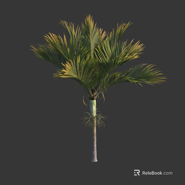 Lush Palm Tree With Green Feathery Fronds And Slender Textured Trunk 3d model 
