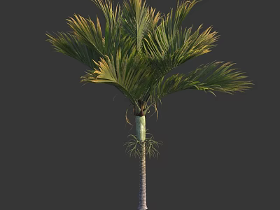 Lush Palm Tree With Green Feathery Fronds And Slender Textured Trunk 3d model