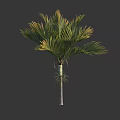 Lush Palm Tree With Green Feathery Fronds And Slender Textured Trunk