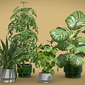 Various Potted Plants with Different Leaf Types in Green and Gray Ceramic Pots
