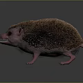 Adorable Hedgehog With Brown Spines Pink Face Open Mouth And Pink Paws On Dark Background
