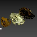 Various Animal Skulls Display With Labeled Letters For Educational Purpose