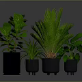 Various Green Foliage Plants In Black Planters For Indoor Home Decor
