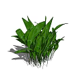 Vibrant Green Shrub With Lush Leaves For Garden Landscaping Design