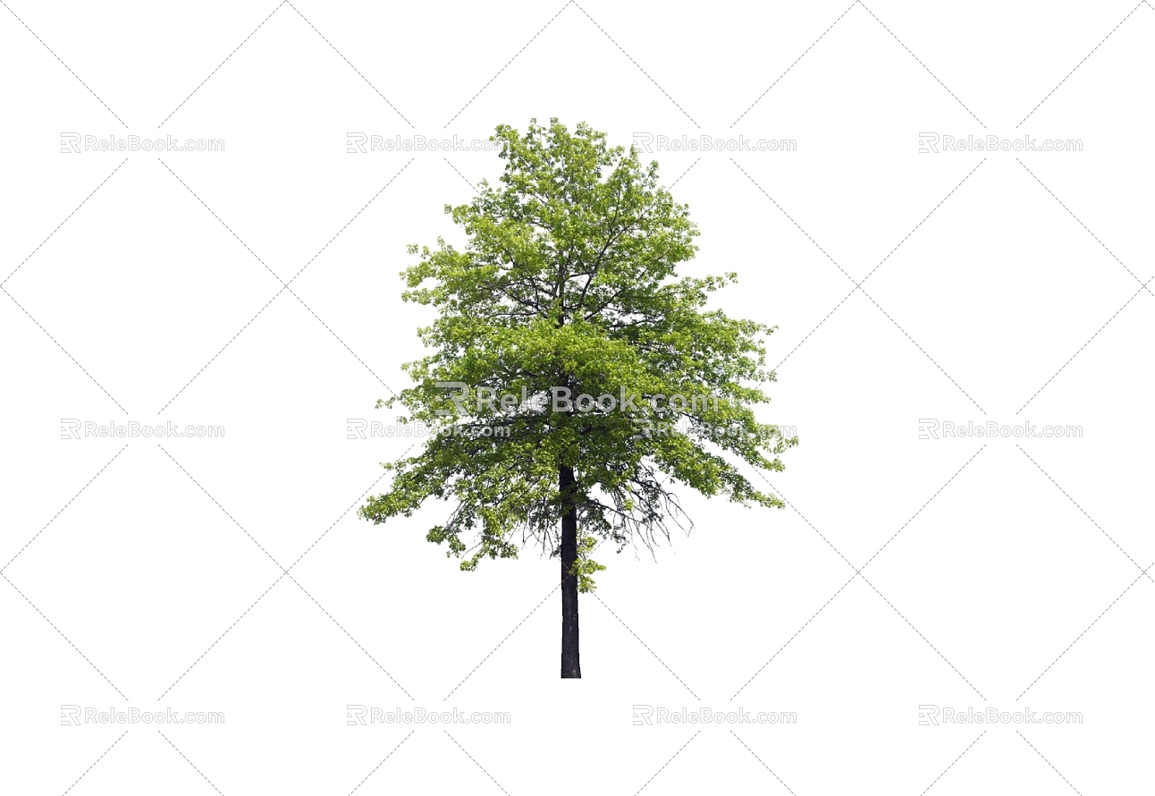 Tree 3d model