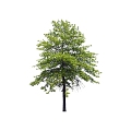 Tree 3d model