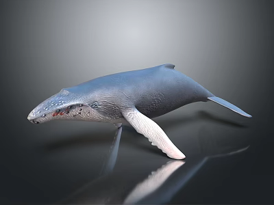 Blue Whale 3D Model With White Fins On Smooth Black Surface Showing Reflection 3d model