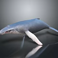 Blue Whale 3D Model With White Fins On Smooth Black Surface Showing Reflection