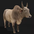 Light Brown Zebu Cow With Hump And Large Ears On Black Background