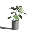 Green Potted Monstera Plant With Large Leaves In Gray Concrete Pot