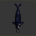 Deep Blue Whale With White Spots On Body Isolated On Dark Background