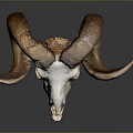 Natural Ram Skull With Curved Horns On Dark Background And Reflection