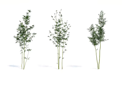 Three Bamboo Plants With Green Leaves And Tall Slender Stalks 3d model