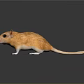 Realistic Orange Gerbil With White Paws And Black Eyes On Shiny Surface