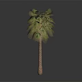 Tall Palm Tree With Green Leaves And Brown Trunk In Gray Background