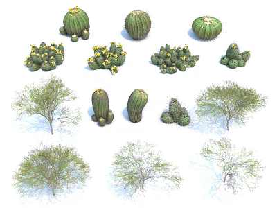 Various Types of Bonsai Potted Plants Including Cacti and Trees with Green Foliage 3d model