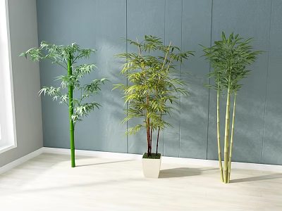 Three Bamboo Plants Indoor Decoration Near Window Against Gray Wall With White Floor 3d model