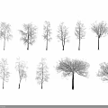 Arbor Trees Of Various Types Showing Distinct Trunk Shapes And Branch Structures