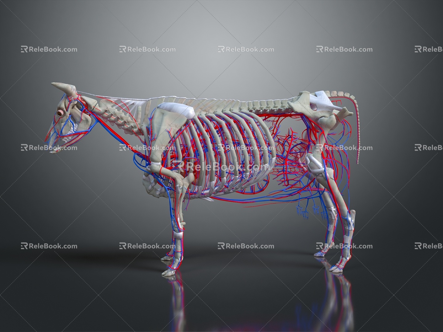 Modern Skeleton Cow Skeleton Cow Skeleton Cow Blood Vessel 3d model