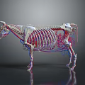 3D Bovine Anatomical Model for Veterinary Medical Device Displaying Skeletal and Vascular Systems
