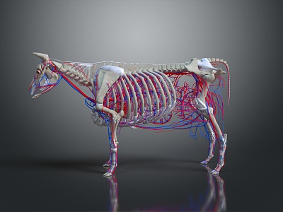 Modern Skeleton Cow Skeleton Cow Skeleton Cow Blood Vessel 3d model