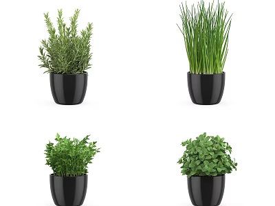 Various Green Potted Plants in Black Pots for Home Decoration 3d model