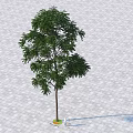 Solitary Arbor With Dense Green Foliage And Erect Trunk On Brick Paved Ground