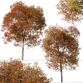 Tall Arbor With Branched Trunk Lush Crown And Red Orange Autumn Leaves