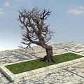 Leafless Arbor with Rough Trunk in Square Grassy Area on Stone Pavement Under Blue Sky