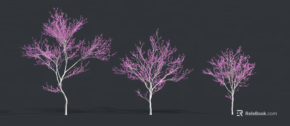 Three Trees with Pink Blossoms and White Trunks against Dark Background 3d model 