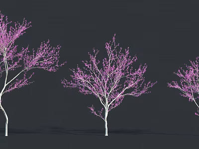 Three Trees with Pink Blossoms and White Trunks against Dark Background 3d model
