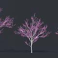 Three Trees with Pink Blossoms and White Trunks against Dark Background 3d model