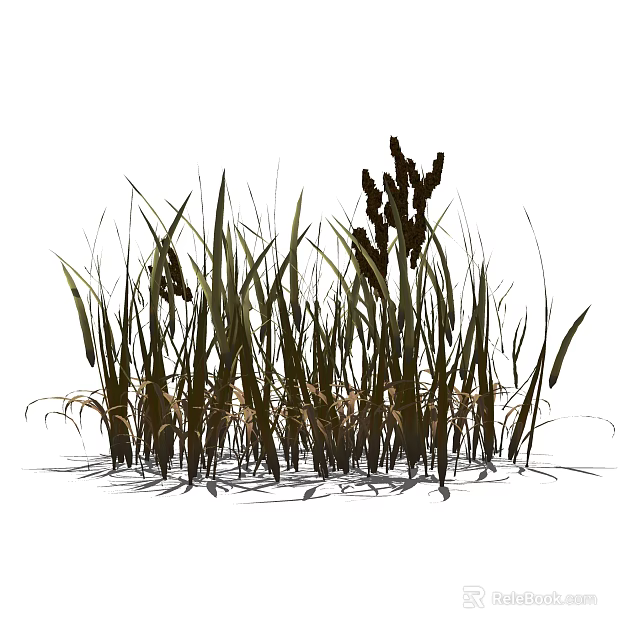 Tall Lush Green Grass With Brown Spikelets In Natural Wild Arrangement 3d model 