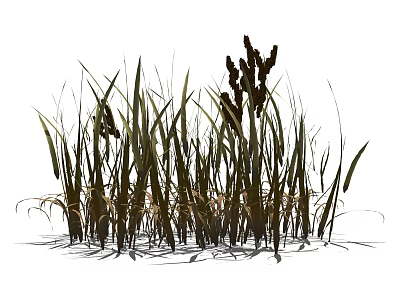 Tall Lush Green Grass With Brown Spikelets In Natural Wild Arrangement 3d model